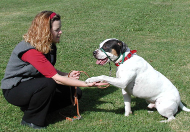 shelter medicine team